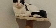 Dumbo participe au concours pour gagner de l'argent avec cette photo : cat, black_and_white, pet, animal, feline, indoor, resting, cat_tree, platform, looking, calm, cute, domestic, fur, whiskers, ears, tail, sitting, shadow, home