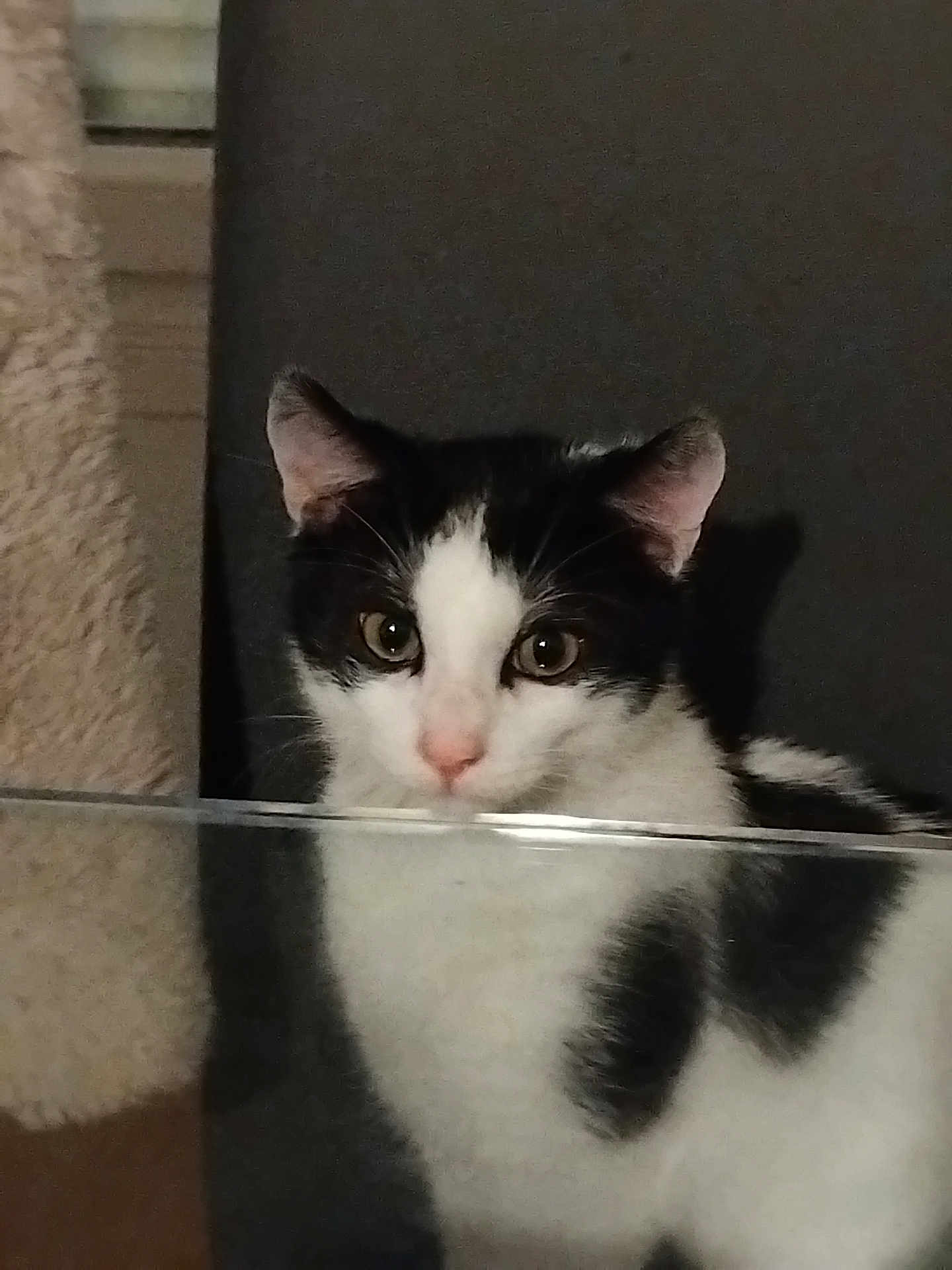 Dumbo participe au concours pour gagner de l'argent avec cette photo : cat, black_and_white, pet, animal, indoor, curious, face, ears, whiskers, glass, reflection, feline, domestic_cat, closeup, portrait, looking, attention, shadow, soft_light, background