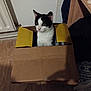 cat, cardboard_box, indoor, floor, yellow, black_and_white, pet, curious, furniture, radiator, flap, box, animal, whiskers, eyes, ears, home, wooden_floor, sitting, cozy