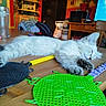 Tya a rejoint le concours — aidez-le/la à gagner de superbes lots ! kitten, cat, sleeping, table, fly_swatters, indoor, wooden_table, glass, furniture, relaxing, pet, domestic_animal, cozy, napping, closeup, animal, cute, household, resting, paw