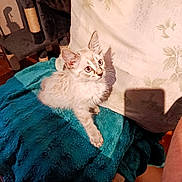 Tya participe au concours pour gagner de l'argent avec cette photo : kitten, cat, furry, pet, blanket, teal, scratching_post, indoor, curious, young, fur, whiskers, ears, eyes, shadow, floor, tile, curtain, cozy, animal