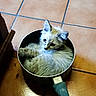 Tya participe au concours pour gagner de l'argent avec cette photo : cat, fluffy_cat, pot, kitchen, floor, tile_floor, curled_up, pet, animal, domestic_animal, cozy, cute, small_space, indoor, fur, whiskers, ears, blue_eyes, curious, relaxed