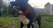 Marley a rejoint le concours — aidez-le/la à gagner de superbes lots ! dog, black_and_white, collar, outdoor, sunset, grass, rocks, path, animal, pet, tongue_out, happy, nature, sky, building, blurred_background, landscape, standing, mammal, canine