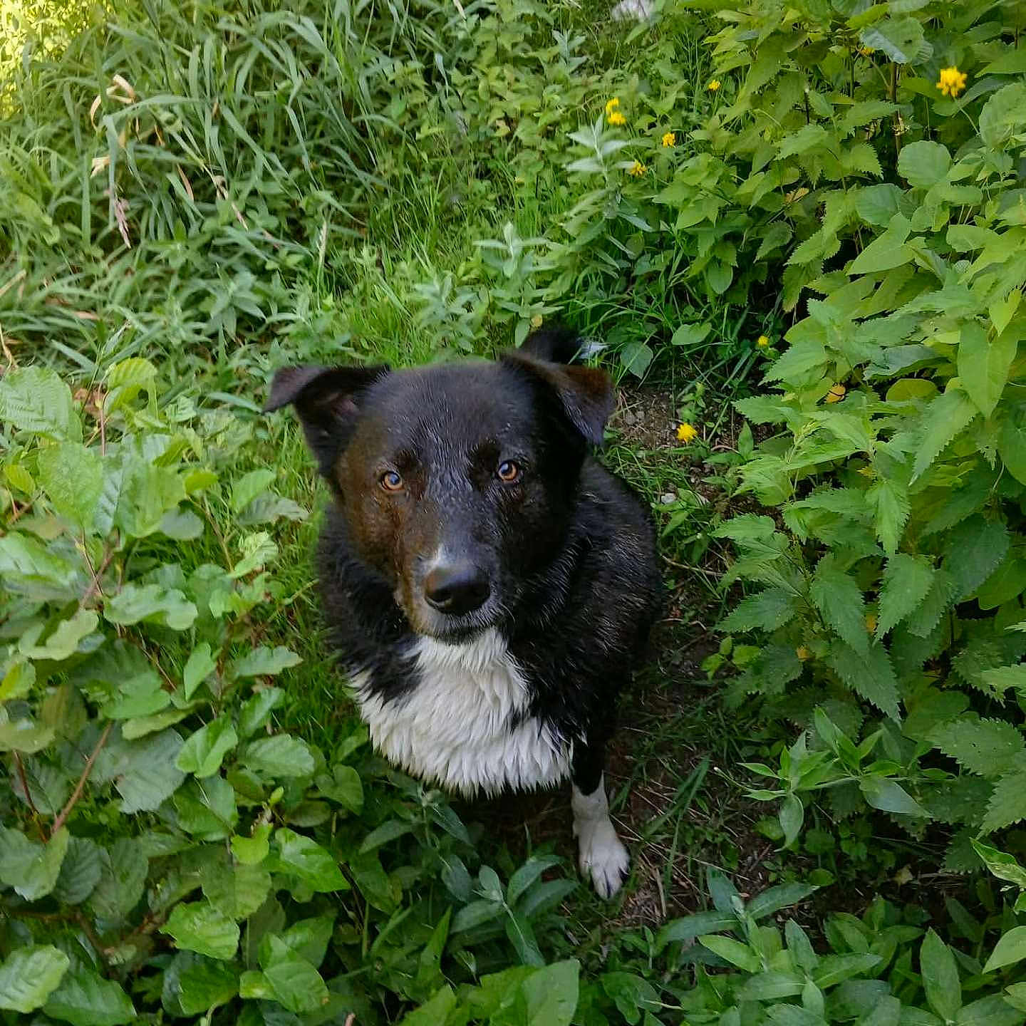 Marley a rejoint le concours — aidez-le/la à gagner de superbes lots ! dog, black_and_white, animal, pet, outdoor, greenery, plants, grass, wildflowers, nature, canine, fur, ears, eyes, snout, curious, sitting, natural_light, forest_floor, vegetation