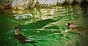 Samy participe au concours pour gagner de l'argent avec cette photo : dog, swimming, water, collar, green_water, rocks, outdoor, nature, reflection, ripples, bubbles, two_animals, pets, animal, summer, daylight, recreation, canine, playful, wet