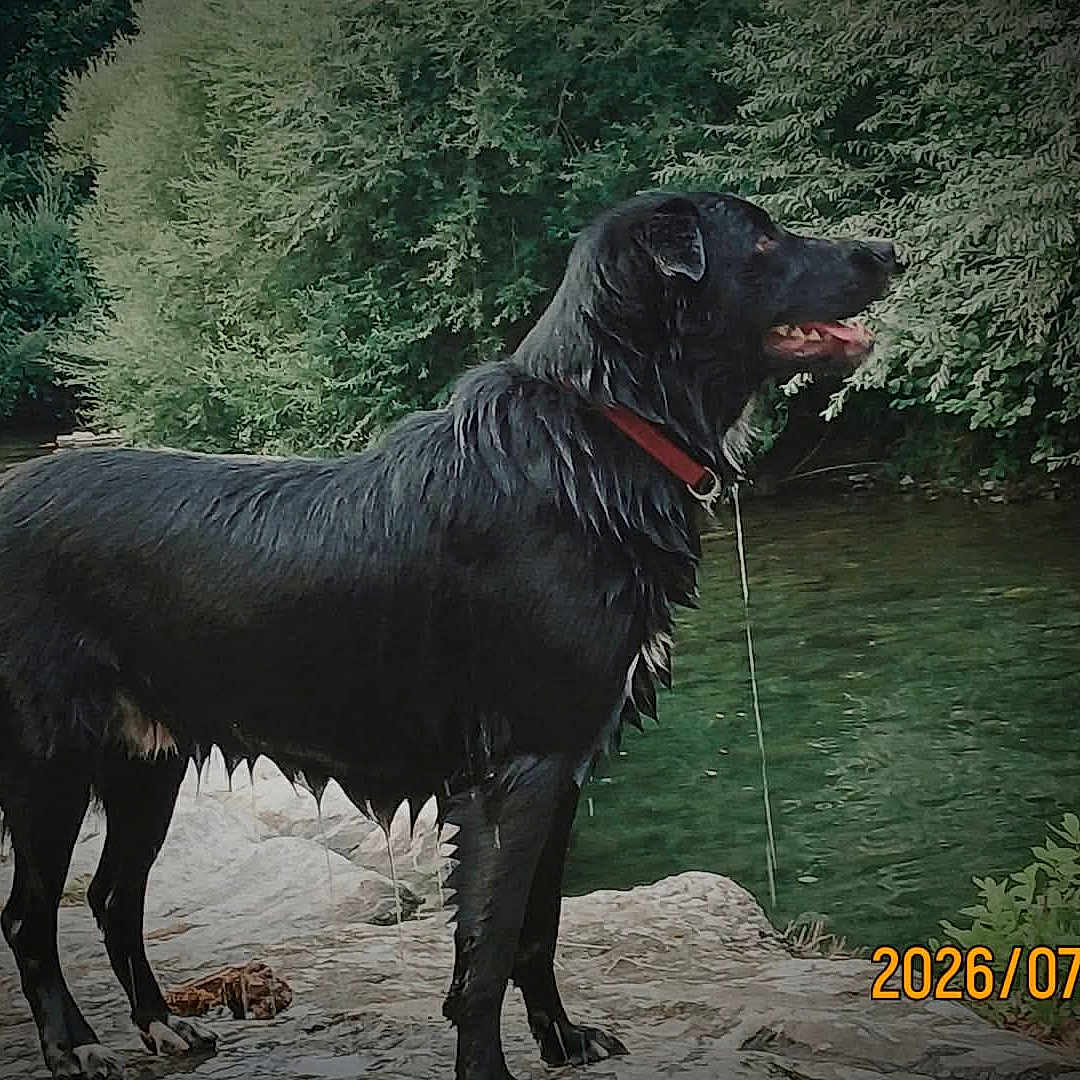 Samy participe au concours pour gagner de l'argent avec cette photo : dog, black_dog, wet_dog, river, rocks, nature, greenery, trees, outdoor, water, animal, canine, collar, standing, dripping_water, landscape, summer, daytime, wildlife, scenery