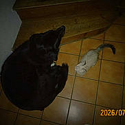 Samy a rejoint le concours — aidez-le/la à gagner de superbes lots ! dog, kitten, cat, indoor, floor, tile, stairs, wood, black_dog, white_kitten, pet, animal, small, large, curled_up, resting, quiet, companion, timestamp, shadow