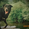 Samy participe au concours pour gagner de l'argent avec cette photo : dog, black_dog, outdoor, nature, river, rocks, trees, water, animal, blurred, grainy, timestamp, greenery, canine, landscape, forest, daytime, pets, wildlife, background