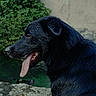 Samy participe au concours pour gagner de l'argent avec cette photo : dog, black_dog, wet_fur, tongue_out, side_profile, stone_edge, green_foliage, water, outdoor, nature, animal, pet, canine, portrait, close_up, summer, relaxed, happy, tongue, fur