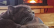 Chico participe au concours pour gagner de l'argent avec cette photo : cat, sleeping, paw, cushion, striped, fireplace, electric_fireplace, warm, cozy, indoor, furniture, wood, relaxing, pet, mammal, fur, resting, home, comfort, red_wall