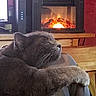 cat, sleeping, paw, cushion, striped, fireplace, electric_fireplace, warm, cozy, indoor, furniture, wood, relaxing, pet, mammal, fur, resting, home, comfort, red_wall