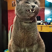 Chico a rejoint le concours — aidez-le/la à gagner de superbes lots ! cat, gray_cat, feline, fangs, teeth, indoor, pet, animal, sitting, closeup, portrait, whiskers, ears, fur, table, home, furniture, background, domestic, cute