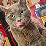 Chico a rejoint le concours — aidez-le/la à gagner de superbes lots ! cat, gray_cat, tongue_out, indoor, pet, feline, whiskers, close_up, yellow_eyes, playful, fur, animal, cute, domestic_cat, portrait, curious, looking_at_camera, household, cozy, tongue