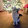 cat, christmas_tree, ornaments, carpet, indoor, holiday, festive, pet, animal, feline, cute, decorations, lights, soft_focus, warm_lighting, domestic, fluffy, curious, sitting, tilted_head