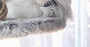 Pattie a rejoint le concours — aidez-le/la à gagner de superbes lots ! cat, fluffy_cat, long_hair, pet, animal, portrait, green_eyes, whiskers, ears, white_fur, gray_fur, brown_fur, sitting, lounging, cat_tree, window, curtain, indoors, woven_basket, sunlight