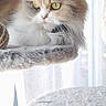 cat, fluffy_cat, long_hair, pet, animal, portrait, green_eyes, whiskers, ears, white_fur, gray_fur, brown_fur, sitting, lounging, cat_tree, window, curtain, indoors, woven_basket, sunlight