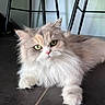 Pattie participe au concours pour gagner de l'argent avec cette photo : cat, fluffy, longhaired, persian_cat, pet, animal, feline, white_fur, gray_fur, cream_fur, green_eyes, whiskers, pink_nose, paws, lying_down, indoors, floor, tile, chair, portrait