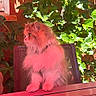 Pattie participe au concours pour gagner de l'argent avec cette photo : cat, fluffy_cat, long_hair, pet, animal, sitting, outdoor, patio, garden, ivy, plants, table, chair, drink, glass, red_color, sunlight, portrait, whiskers, relaxed