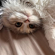 Pattie participe au concours pour gagner de l'argent avec cette photo : cat, white_cat, fluffy, long_hair, whiskers, green_eyes, upside_down, close_up, pet, animal, portrait, indoor, cozy, soft_fur, relaxed, playful, blanket, warm_lighting, adorable, photography