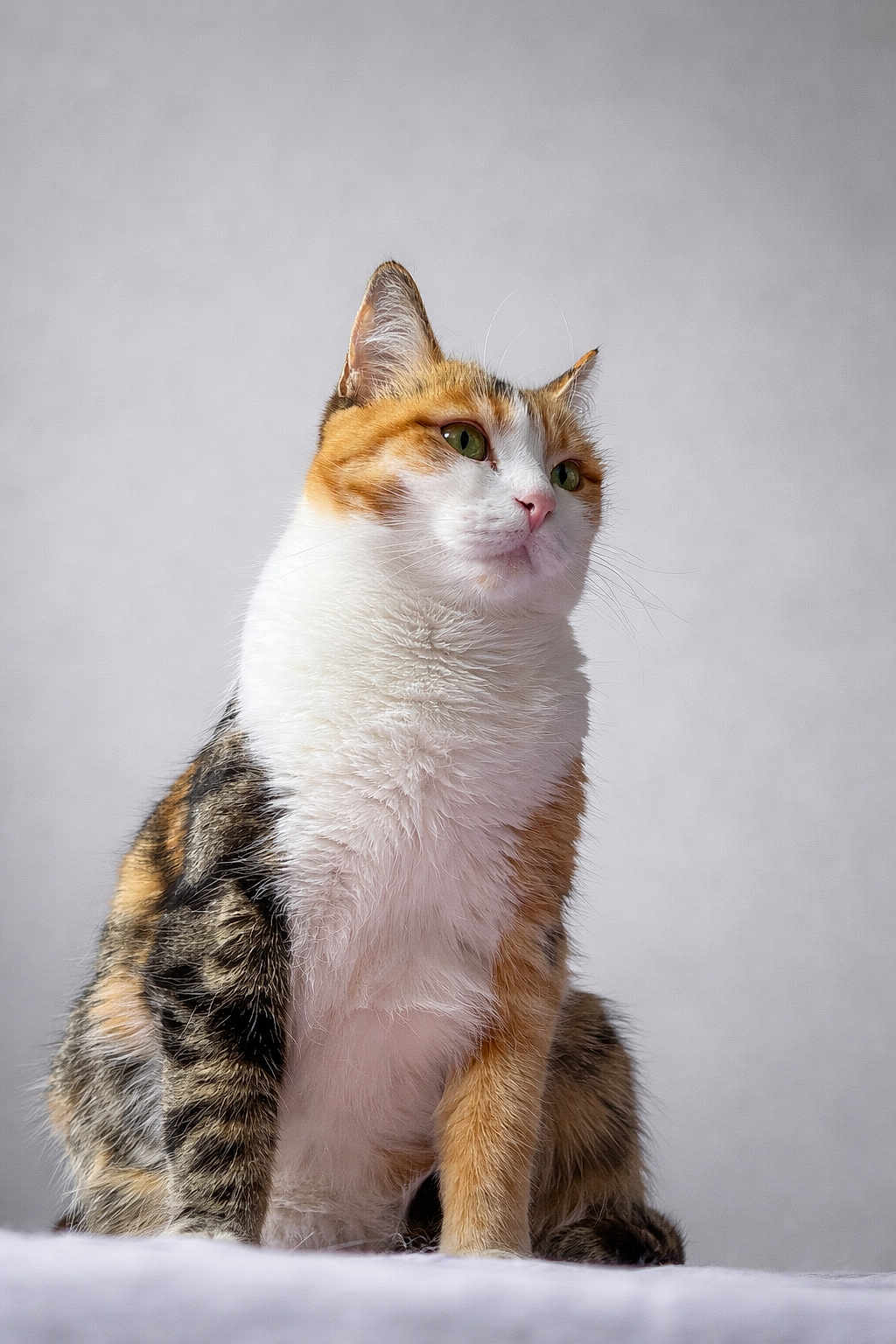 Manala a rejoint le concours — aidez-le/la à gagner de superbes lots ! cat, calico, feline, pet, animal, fur, whiskers, green_eyes, sitting, portrait, fluffy, cute, domestic_cat, indoor, closeup, soft_light, calm, alert, background, alone