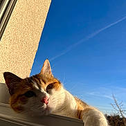 Manala a rejoint le concours — aidez-le/la à gagner de superbes lots ! cat, calico_cat, windowsill, sunlight, blue_sky, paw, relaxed, animal, pet, feline, outdoor, daylight, window, texture, nature, mammal, whiskers, closeup, resting, warm_light
