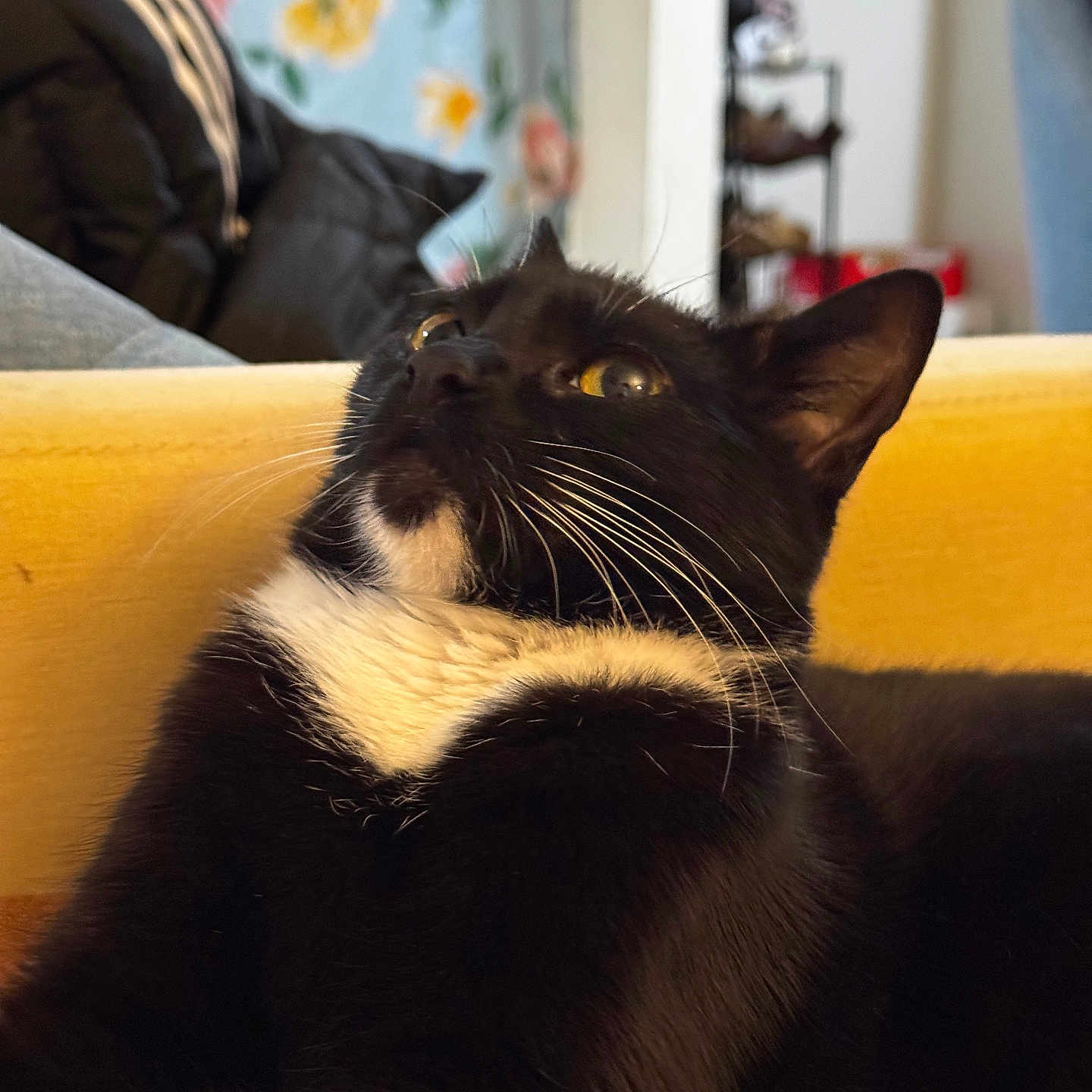 Billo joined the competition — help win amazing prizes! background_blur, black_cat, cat, close_up, couch, cozy, domestic_animal, ears, eyes, floral_blanket, fur, furniture, indoor, looking_up, pet, portrait, relaxed, tuxedo_cat, whiskers, white_chest