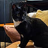 Billo joined the competition — help win amazing prizes! big_eyes, black_and_white, book, cat, close_up, couch, cozy, curious, feline, furniture, indoor, lamp, living_room, paws, pet, pillow, portrait, sitting, tuxedo_cat, whiskers