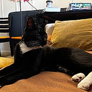 Billo joined the competition — help win amazing prizes! black_and_white, cat, chair, closeup, couch, cozy, domestic_cat, feline, indoor, living_room, lounging, paws, pet, pillow, portrait, relaxed, soft_lighting, tuxedo_cat, upholstery, whiskers