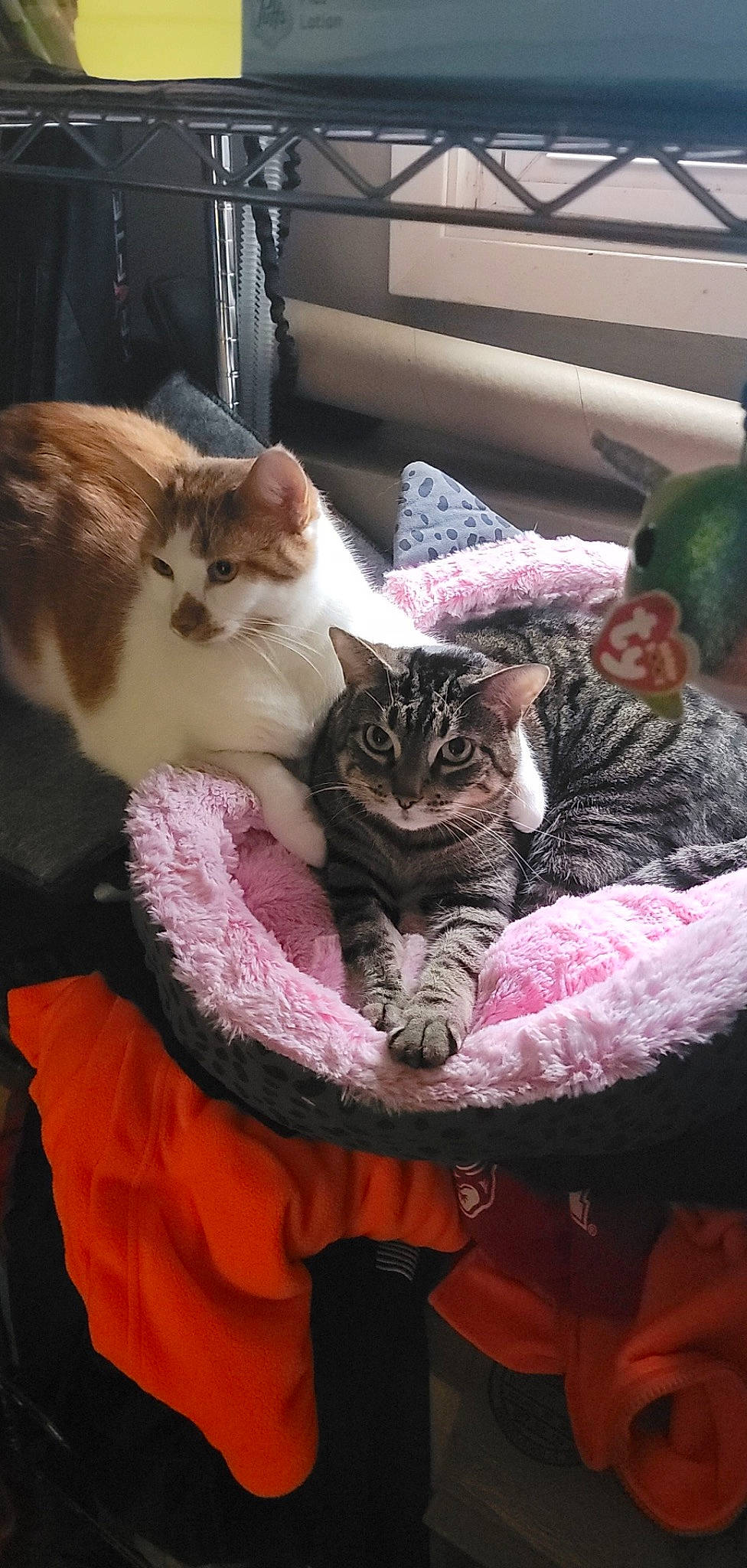 Cypress is registered to the contest to win money with this photo: carnivore, cat, comfort, domestic_short_haired_cat, door, felidae, fur, lap, linens, magenta, photography, room, sitting, small_to_medium_sized_cats, tail, textile, whiskers, window