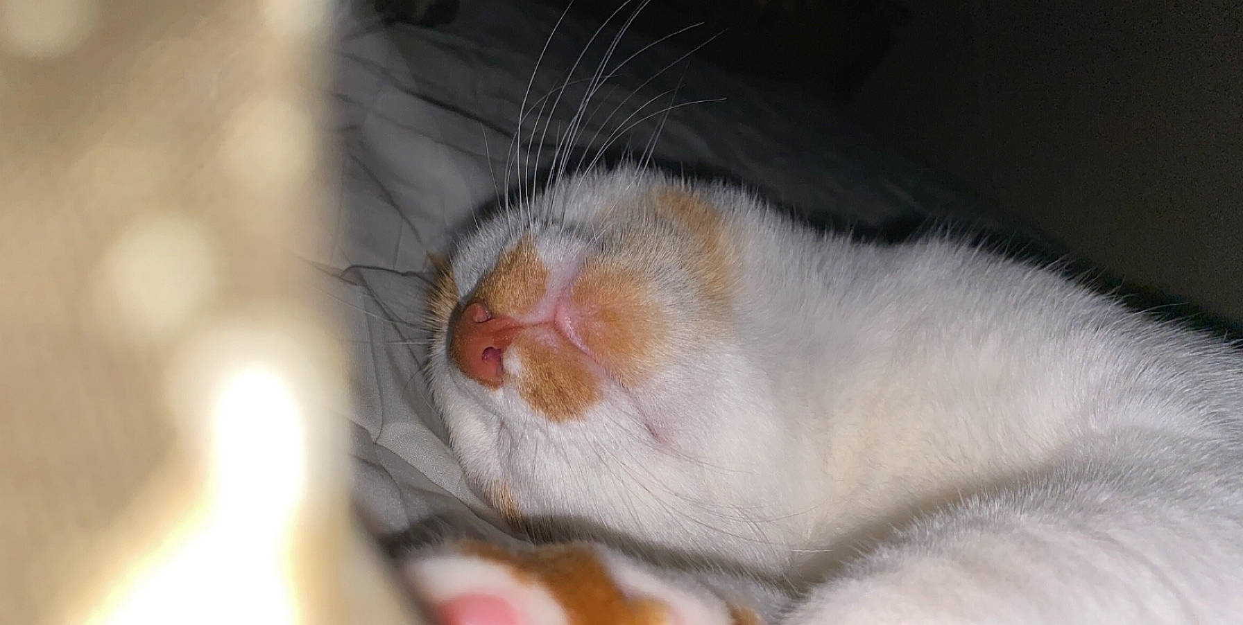 Cypress joined the competition — help win amazing prizes! carnivore, cat, domestic_short_haired_cat, eye, fawn, felidae, fur, hamster, iris, mouse, muroidea, paw, pest, rat, rodent, small_to_medium_sized_cats, snout, tail, terrestrial_animal, whiskers