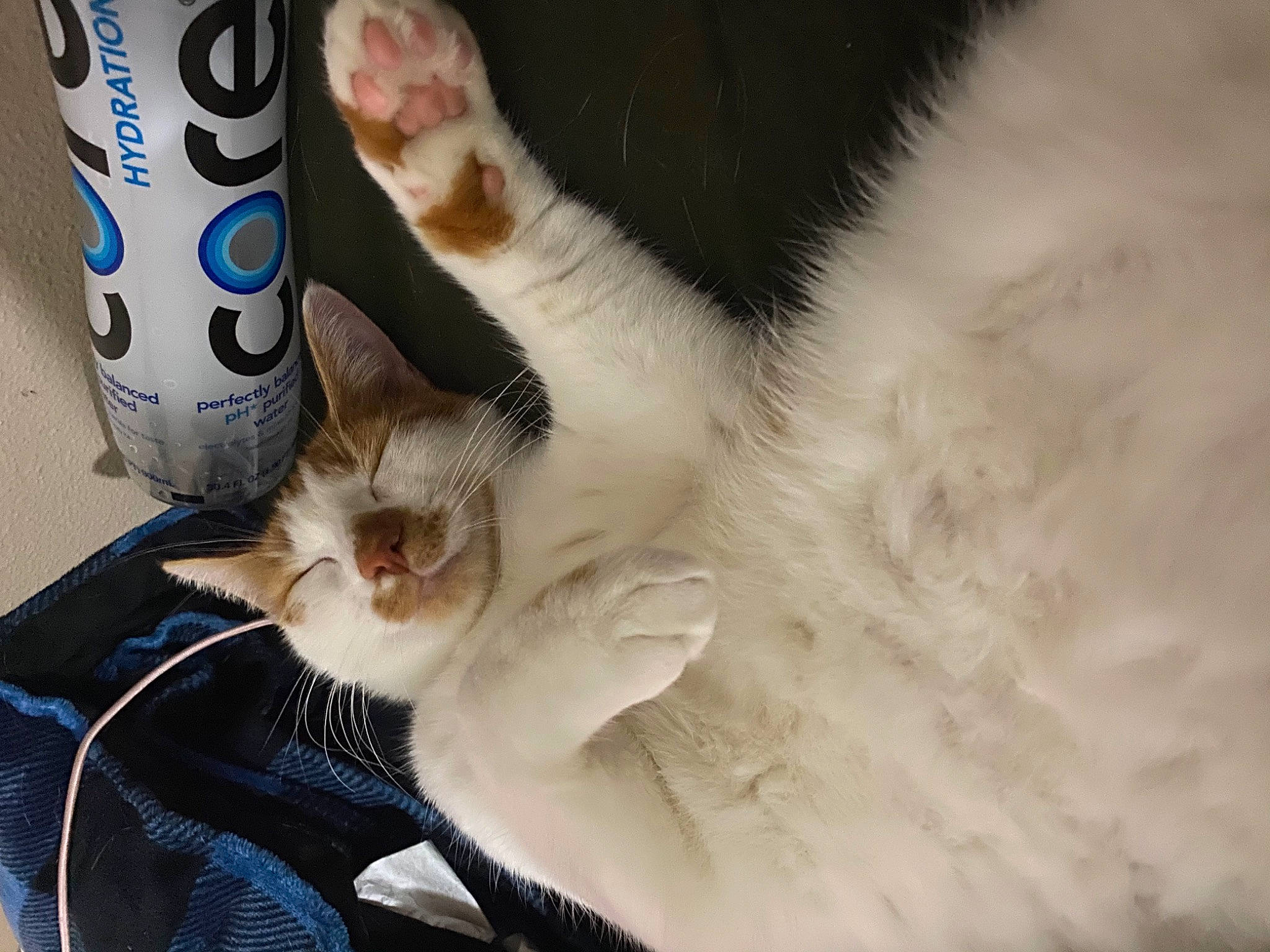 Cypress joined the competition — help win amazing prizes! aluminum_can, beverage_can, carnivore, cat, claw, domestic_short_haired_cat, drinkware, felidae, fur, paw, plastic_bottle, small_to_medium_sized_cats, tail, tin_can, water_bottle, whiskers