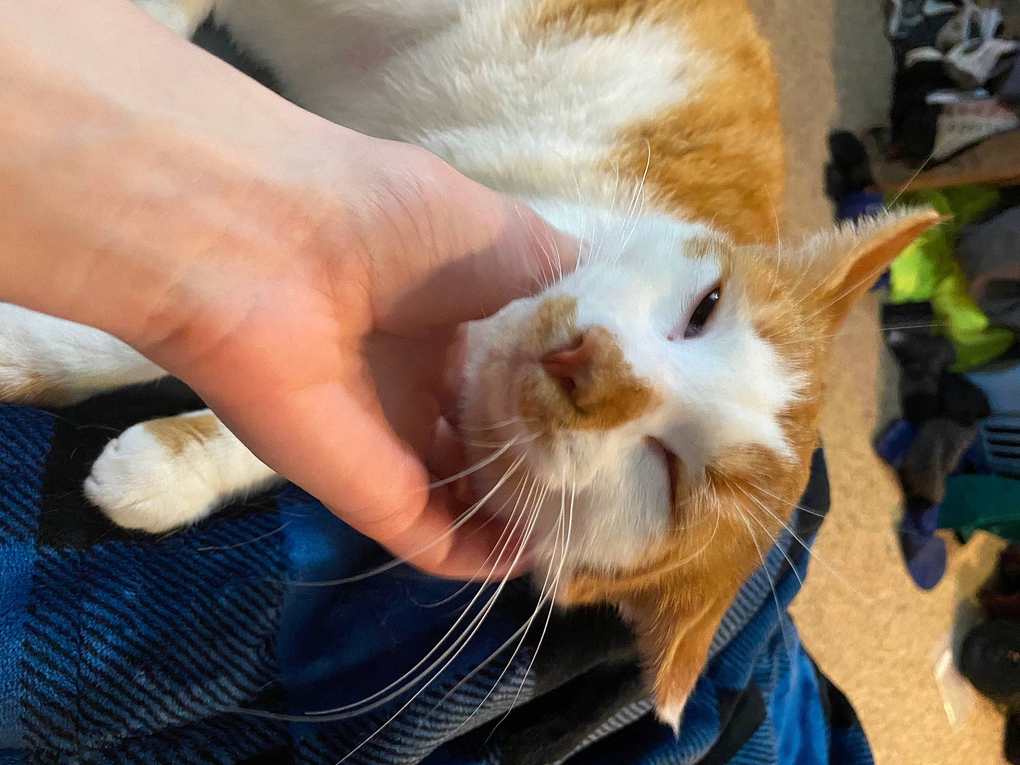 Cypress is registered to the contest to win money with this photo: carnivore, cat, claw, domestic_short_haired_cat, fang, fawn, felidae, fur, gesture, nail, paw, small_to_medium_sized_cats, terrestrial_animal, thumb, whiskers, wrist