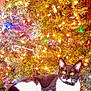 cat, tuxedo_cat, christmas_tree, holiday_lights, candy_cane, festive, decorations, indoor, pets, animal, relaxed, yellow_eyes, feline, fur, whiskers, christmas, greenery, lights, ornaments, cozy