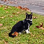 alert, animal, autumn, black_and_white, cat, curious, daylight, feline, grass, ground, harness, leaves, mammal, nature, outdoor, pet, sidewalk, sitting, walking_area, whiskers