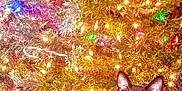 Bruce joined the competition — help win amazing prizes! cat, tuxedo_cat, christmas_tree, holiday_lights, festive, indoor, pet, animal, decorations, candy_cane, relaxed, yellow_eyes, fur, whiskers, paw, greenery, lights, ornaments, holiday, cozy