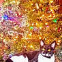 animal, candy_cane, cat, christmas_tree, cozy, decorations, festive, fur, greenery, holiday, holiday_lights, indoor, lights, ornaments, paw, pet, relaxed, tuxedo_cat, whiskers, yellow_eyes