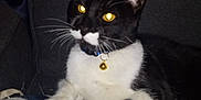 Bruce is registered to the contest to win money with this photo: animal, bell, black_and_white, cat, close_up, collar, cushion, domestic_cat, feline, flash, fur, indoor, lying_down, pattern, pet, relaxed, sofa, tuxedo_cat, whiskers, yellow_eyes