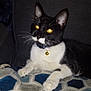 animal, bell, black_and_white, cat, close_up, collar, cushion, domestic_cat, feline, flash, fur, indoor, lying_down, pattern, pet, relaxed, sofa, tuxedo_cat, whiskers, yellow_eyes
