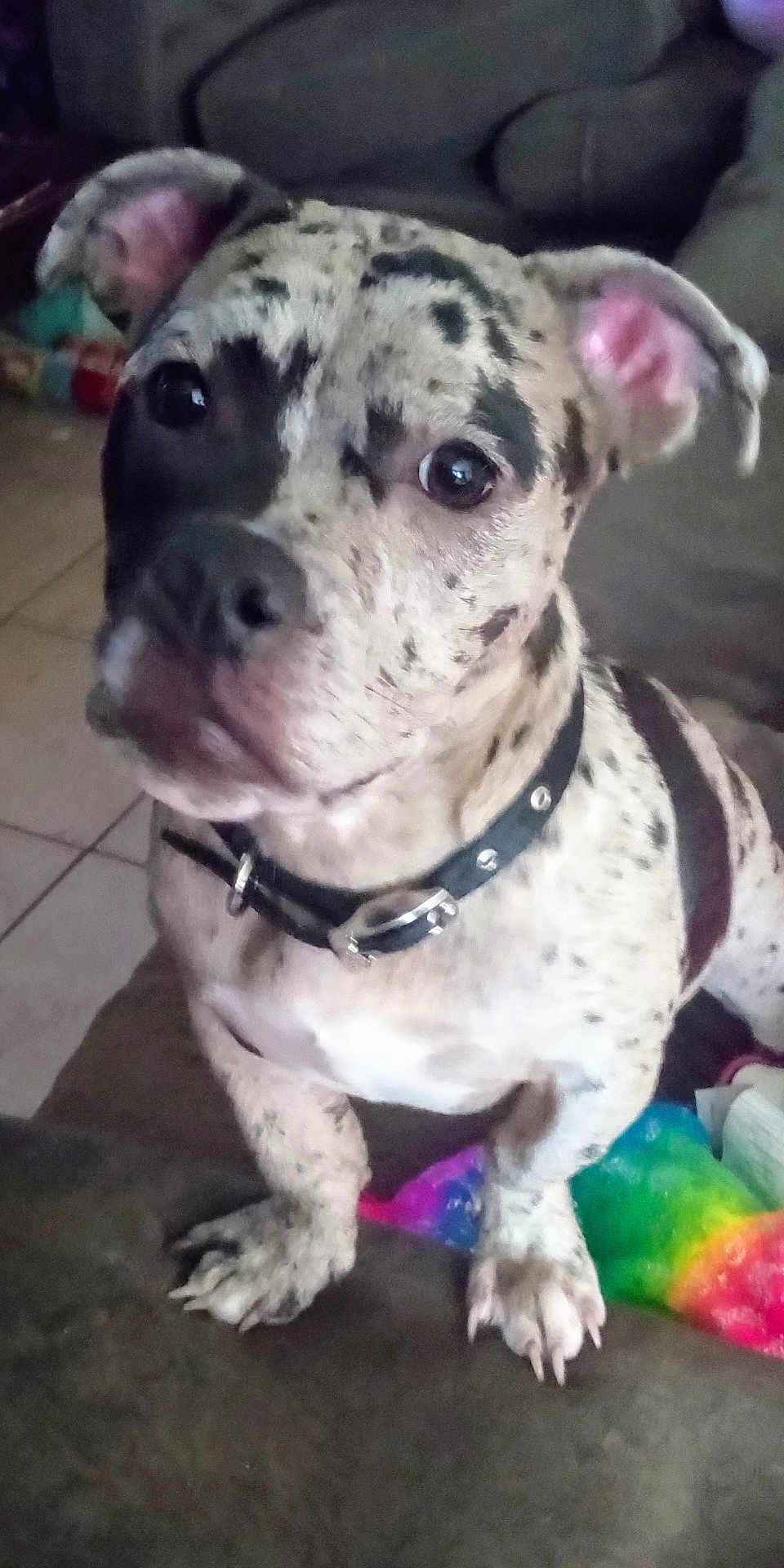 Piper joined the competition — help win amazing prizes! dog, pet, indoor, couch, paws, collar, curious, closeup, speckled, animal, canine, fur, ears, nose, eyes, toy, tile_floor, home, furniture, resting