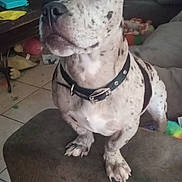 Piper is registered to the contest to win money with this photo: dog, pet, indoor, ottoman, collar, brown_furniture, wooden_wall, couch, floor_tiles, foot, toy, table, blanket, household_items, dog_sitting, animal, spot_pattern, ears, face, paw