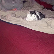 Domino joined the competition — help win amazing prizes! cat, bed, blanket, person, socks, pajamas, indoor, tile_floor, red_bedspread, gray_pants, yellow_shirt, resting, cozy, casual, relaxed, black_and_white_cat, furniture, home, comfort, lounging
