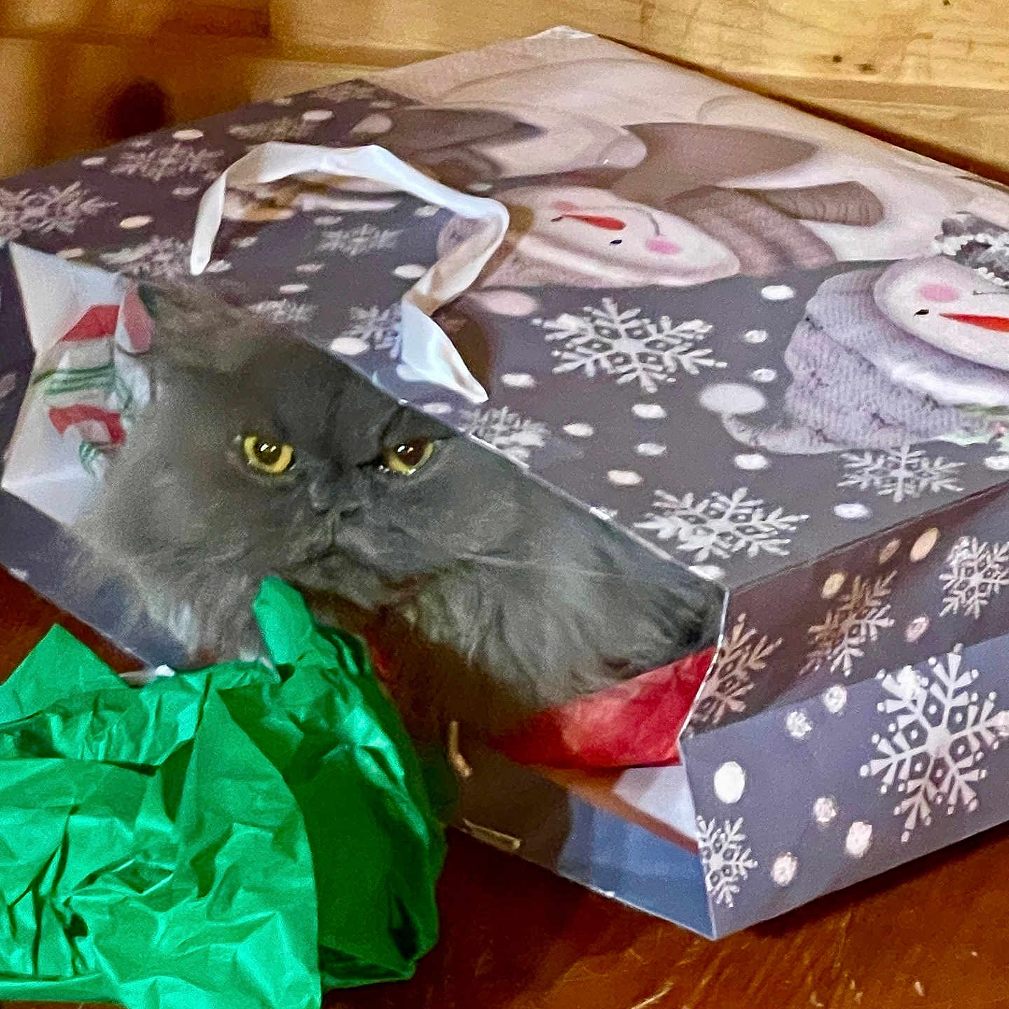 Khaleesi joined the competition — help win amazing prizes! angora, animal, art, bag, box, canine, cat, dog, gift, hardwood, indoors, kitten, manx, openingpresent, origami, paper, person, pet, puppy, wood