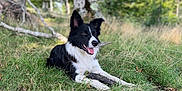 Groot a rejoint le concours — aidez-le/la à gagner de superbes lots ! dog, border_collie, grass, stick, outdoor, nature, tree, forest, animal, pet, canine, summer, greenery, happy, tongue_out, lying_down, daylight, playful, mammal, fur