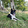 dog, border_collie, grass, stick, outdoor, nature, tree, forest, animal, pet, canine, summer, greenery, happy, tongue_out, lying_down, daylight, playful, mammal, fur