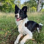 Groot a rejoint le concours — aidez-le/la à gagner de superbes lots ! dog, border_collie, black_and_white, grass, outdoor, tongue_out, happy, animal, pet, canine, nature, daylight, ears_up, laying_down, fur, muzzle, snout, eyes, field, trees