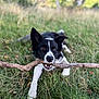 Groot a rejoint le concours — aidez-le/la à gagner de superbes lots ! dog, black_and_white, border_collie, grass, stick, outdoor, playful, animal, pet, nature, lying_down, mouth, ears, fur, canine, daylight, focus, greenery, field, chewing