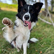 Groot a rejoint le concours — aidez-le/la à gagner de superbes lots ! dog, black_and_white, tongue_out, paw, grass, outdoor, nature, happy, playful, animal, pet, border_collie, fur, ears, mouth, teeth, tree, blurred_background, canine, summer