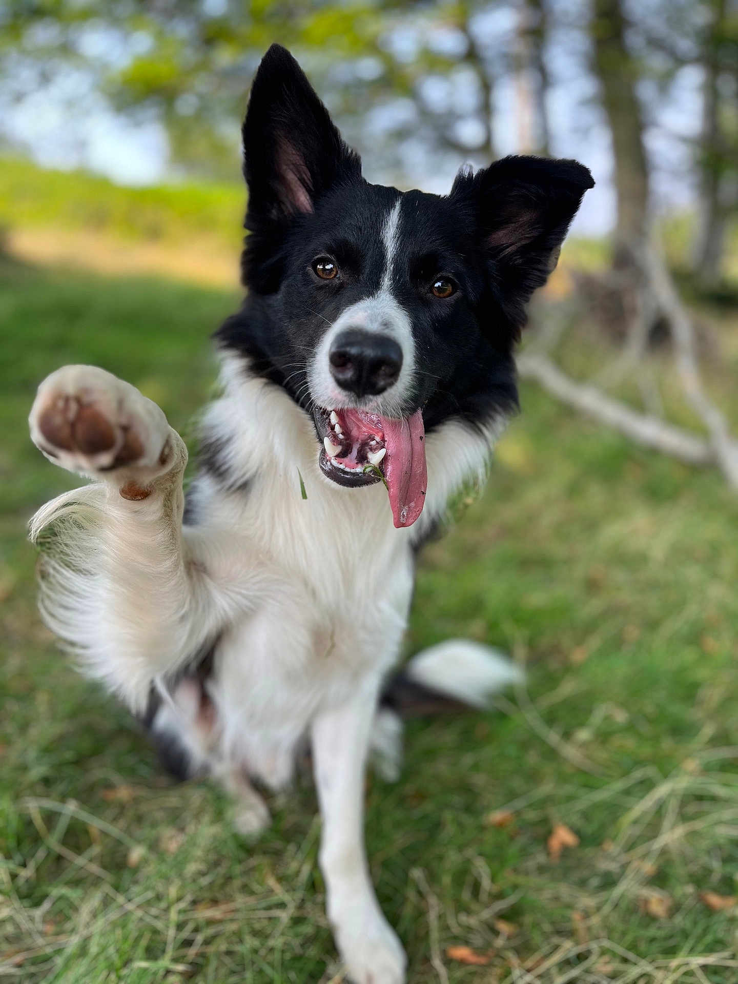 Groot a rejoint le concours — aidez-le/la à gagner de superbes lots ! dog, black_and_white, tongue_out, paw, grass, outdoor, nature, happy, playful, animal, pet, border_collie, fur, ears, mouth, teeth, tree, blurred_background, canine, summer