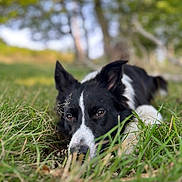 Groot participe au concours pour gagner de l'argent avec cette photo : dog, border_collie, grass, outdoor, nature, animal, pet, lying_down, black_and_white, ears, face, snout, fur, eyes, daylight, greenery, field, canine, close_up, relaxed