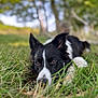 dog, border_collie, grass, outdoor, nature, animal, pet, lying_down, black_and_white, ears, face, snout, fur, eyes, daylight, greenery, field, canine, close_up, relaxed